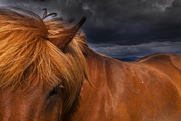 A dun coloured Icelandic horse with a thick brown mane, Iceland