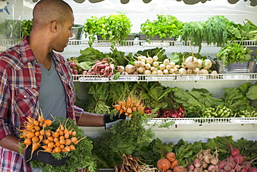 A farm stand with rows of freshly picked vegetables for sale. A man holding bunches of carrots, Rhinebeck, New York, USA