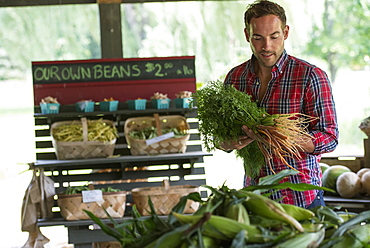 A farm stand with fresh organic vegetables and fruit. A man holding bunches of carrots, Rhinebeck, New York, USA