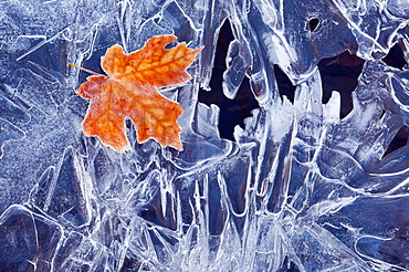 A brown maple leaf, frozen and frosted, lying on a sheet of ice, with jagged patterns of frost and ice crystals, Utah, USA