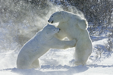 Polar bears in the wild. A powerful predator and a vulnerable or potentially endangered species. Two animals wrestling each other, Manitoba, Canada