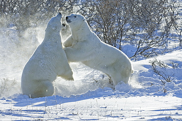 Polar bears in the wild. A powerful predator and a vulnerable or potentially endangered species, Manitoba, Canada