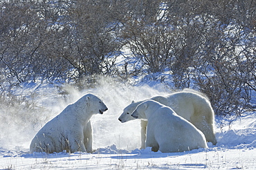 Polar bears in the wild. A powerful predator and a vulnerable or potentially endangered species, Manitoba, Canada