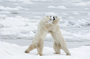 Polar bears in the wild. A powerful predator and a vulnerable or potentially endangered species, Manitoba, Canada