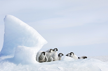 A nursery group of young penguin chicks, with thick grey fluffy coats, grouped beneath a pinnacle of ice, Weddell Sea, Snow Hill Island, Antarctica