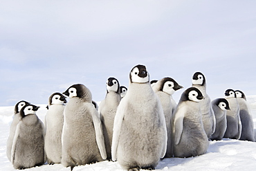 A nursery group of Emperor penguin chicks, huddled together, looking around. A breeding colony, Weddell Sea, Snow Hill Island, Antarctica