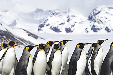 A group of king penguins, Aptenodytes patagonicus, on South Georgia island, South Georgia Island, Falkland Islands