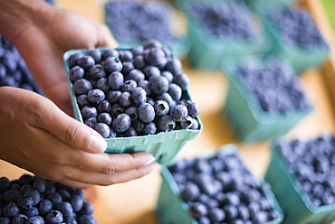 Organic fruit displayed on a farm stand. Blueberries in punnets, Rhinebeck, New York, USA