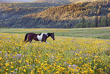 Horse in a field of wildflowers. Uinta Mountains, Utah, Uinta Mountains, Utah, USA