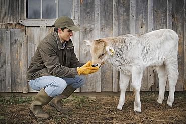 A small organic dairy farm with a mixed herd of cows and goats. Farmer working and tending to the animals, Pine Bush, New York, USA