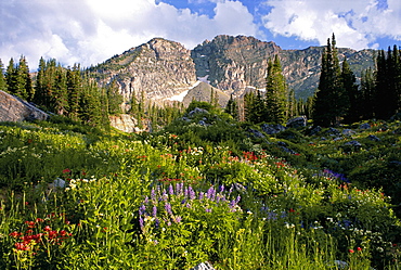 Landscape of Little Cottonwood Canyon, with the Devil's Castle mountain peak, in the Wasatch mountain range. Wild flowers in tall grass, Wasatch Mountains, Utah, USA