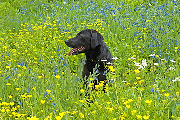 A black Labrador retriever dog sitting in a meadow of tall grasses and yellow wild flowers, Wasatch Mountains, Utah, USA