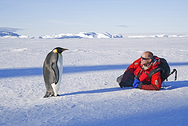 A man lying on his side on the ice, close to an emperor penguin standing motionless, Weddell Sea, Antarctica