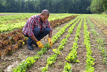 A man in a field of small salad plants growing in furrows, Rhinebeck, New York, USA