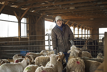 A man in the livestock pen under cover, surrounded by goats, Cold Spring, New York, USA