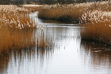 Tall reed stalks and feathery seedheads growing in shallow water in the fens near Snettisham in Norfolk, Snettisham, Norfolk, England