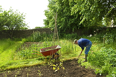 A man digging his vegetable garden, and planting young plants, Farm, Gloucestershire, England