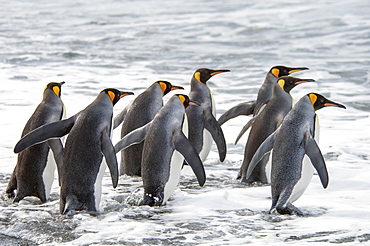 A group of king penguins, Aptenodytes patagonicus on South Georgia Island, King penguins, South Georgia Island, Falkland Islands