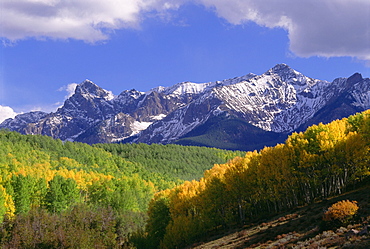 Mount Sneffels in the San Juan Mountains, in Ouray County. Aspen trees in autumn, Mount Sneffels, Colorado, USA