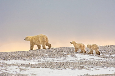 A polar bear group in the wild at sunset. An adult and two cubs, Wapusk National Park, Manitoba, Canada