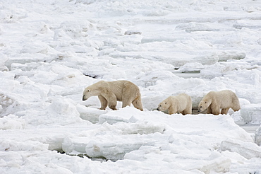A polar bear group in the wild, one adult and two cubs, Wapusk National Park, Manitoba, Canada