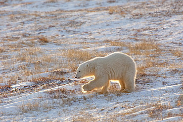 A polar bear crossing a snowfield, at sunset, Wapusk National Park, Manitoba, Canada