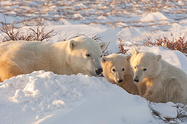 A polar bear group in the wild, an adult and two cubs on a snowfield in Manitoba, Wapusk National Park, Manitoba, Canada