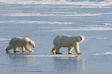 Two polar bears walking on a snowfield in Manitoba, Wapusk National Park, Manitoba, Canada