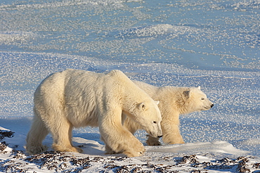 Two polar bears on a snowfield in Manitoba at sunset, Wapusk National Park, Manitoba, Canada