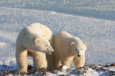 Two polar bears side by side on a snowfield in Manitoba, Wapusk National Park, Manitoba, Canada