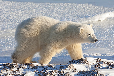 A polar bear on a snowfield in Manitoba, Wapusk National Park, Manitoba, Canada