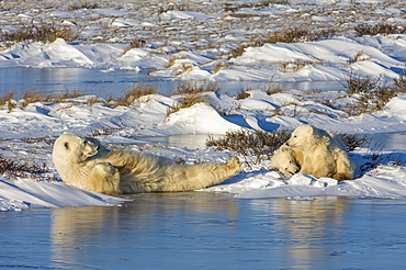 A polar bear group, an adult and two cubs lying on the snow beside water, Wapusk National Park, Manitoba, Canada