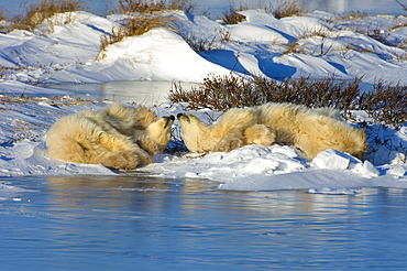 A polar bear group, an adult and two cubs lying on the snow beside water, Wapusk National Park, Manitoba, Canada