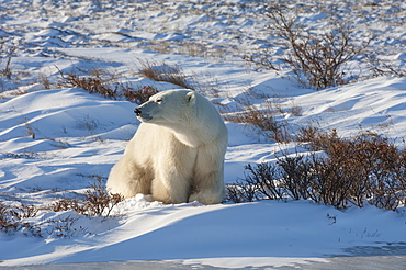 A polar bear excavating a snow pit or digging for food in the snow, Wapusk National Park, Manitoba, Canada