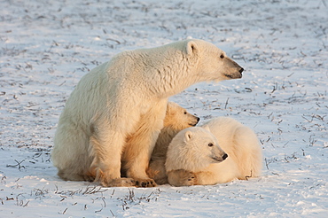 A polar bear family, one adult and two cubs in the wild, on a snowfield at sunset, Wapusk National Park, Manitoba, Canada