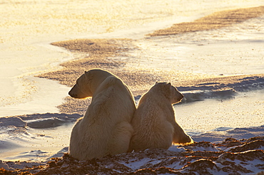 Two polar bears sittin side by side on a snowfield in Manitoba, at sunset, Wapusk National Park, Manitoba, Canada