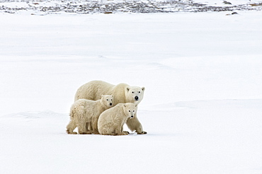 A polar bear group, an adult and two cubs in the wild, Wapusk National Park, Manitoba, Canada
