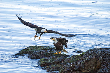 Two bald eagles, Haliaeetus leucocephalus, by water. One spreading its wings and taking off clasping a fish in its talons, Sitka, Alaska, USA