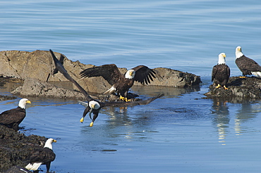 A group of bald eagles, Haliaeetus leucocephalus, perched on rocks by water, Sitka, Alaska, USA