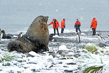 Travellers in bright orange waterproofs observing a group of king penguins, and a large fur seal in the foreground, South Georgia Island, Falklands Islands