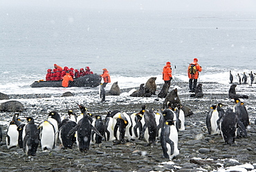 Travellers in bright orange waterproofs observing a group of king penguins and a fur seal on South Georgia Island, South Georgia Island, Falklands Islands