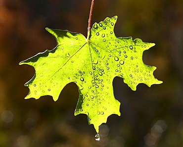 A bright green maple leaf against a dark background, lit by the sun. Autumn, Wasatch national forest, Utah, USA