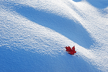 A red autumnal coloured maple leaf against snow, Wasatch national forest, Utah, USA