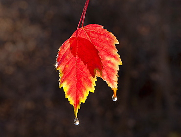 A leaf in autumn suspended in air, sunlit with a lighter edge, Wasatch national forest, Utah, USA