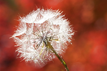 A dandelion seedhead, delicate and fluffy, Wasatch national forest, Utah, USA