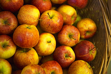 Basket of apples, Wiltshire, England