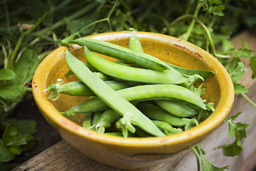 Bowl of freshly picked peas, Avon, England