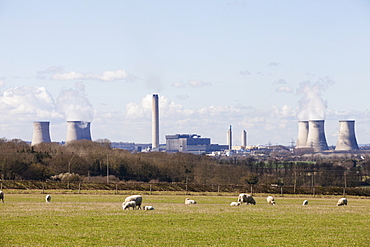 Herd of sheep on a meadow. Didcot coal fired power station in the background, Oxfordshire, England