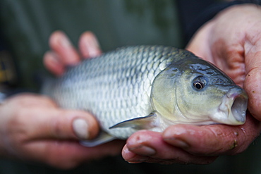 A man holding a young carp fish, his fishing catch, in his hands, Devon, England