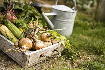 Watering can and wooden box full of freshly picked vegetables, including carrots, onions, beetroots, corn and potatoesAllotment, England